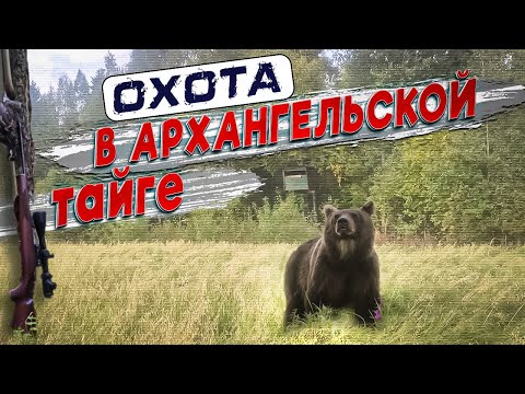 Видео: ОХОТА в архангельской ТАЙГЕ на МЕДВЕДЯ и РЯБЧИКА.