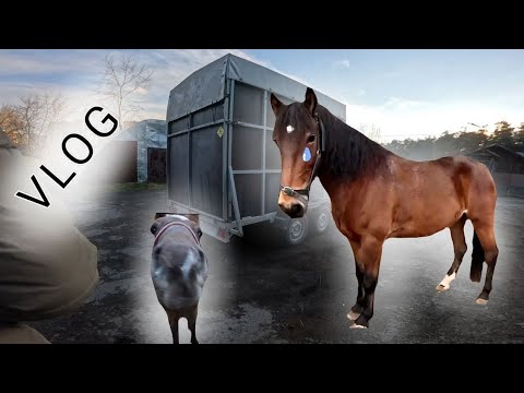 Видео: Двухдневный влог с конюшни/Продажа любимки