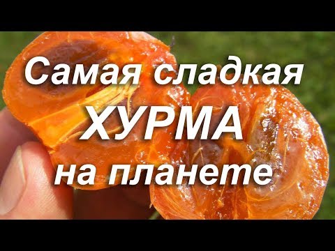 Видео: Самая Сладкая Хурма на планете