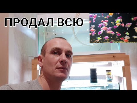 Видео: Продал всю тернецию. Отсадил производителей тернеции на стайный нерест.