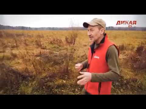 Видео: Передача на канале "Дикая Охота" с заводчиком венгерских выжл Дмитрием Ильичевым.