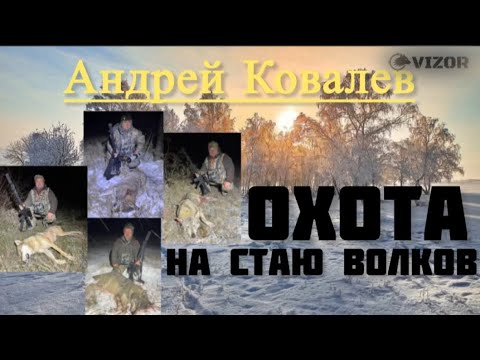 Видео: ОХОТА на ВОЛКОВ. Выслеживал стаю два месяца. «Разгром» стаи. ЧАСТЬ 1