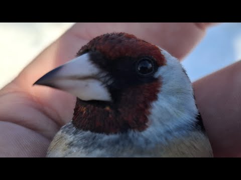 Видео: ЛОВЛЯ ЩЕГЛОВ, РЕПЛОВ👍🔥🔥 22.03.25.