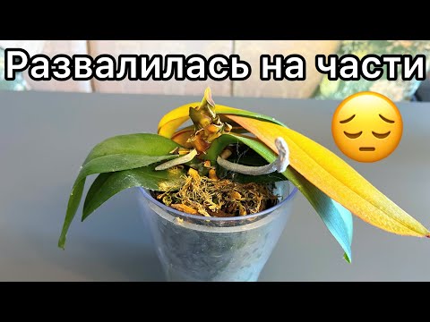 Видео: МОКНУЩАЯ ГНИЛЬ на ОРХИДЕЕ. А можно ли что-то изменить? 🤔