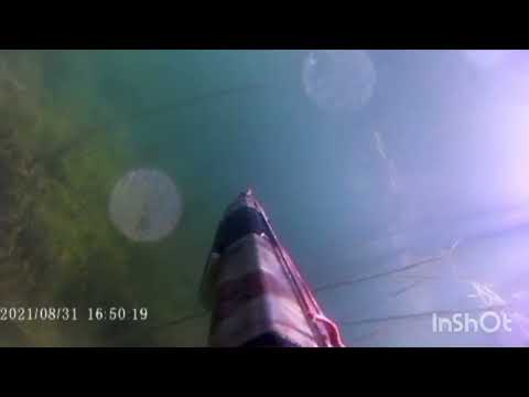 Видео: Подводная охота.Узбекистан.подборка