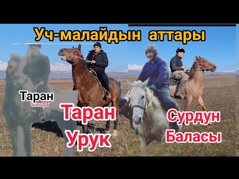 Видео: Уч-малайдын аттары Тоокашка Тайбуурул