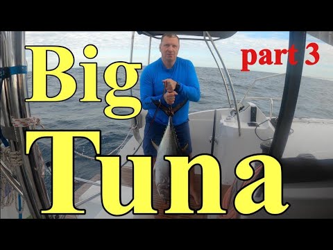 Видео: Большой тунец по пути на Кабо Верде