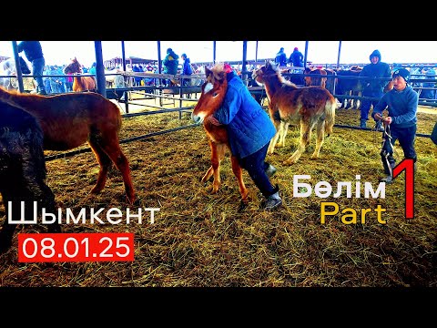 Видео: Шымкент  МАЛ  БАЗАРЫ  / Биелер / Құлындар  💥 08.01.25  / 💢 1 - Bolim