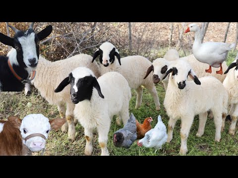 Видео: Семейство животных, овца, звуки сельскохозяйственных животных, курица, коза, кошка, корова, овца