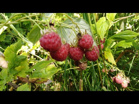 Видео: Таежная малина с мёдом, рецепт предков.