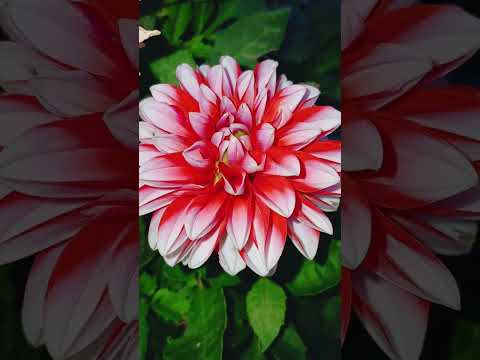 Видео: Осенний сад и цветы на 7 октября 2025 г #октябрь2025 #осеннийсад #цветывсаду #хризантемы #розы   