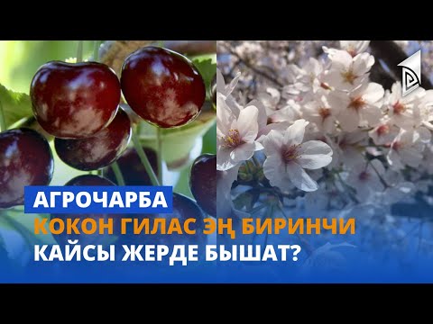 Видео: Кокон гилас эң биринчи кайсы жерде бышат? | Агрочарба | 27.04.23