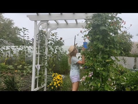 Видео: На даче с детьми в начале августа 2021 г