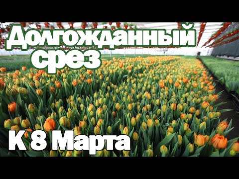 Видео: Какие сложности были? Выгонка ТЮЛЬПАНА к 8 Марта!