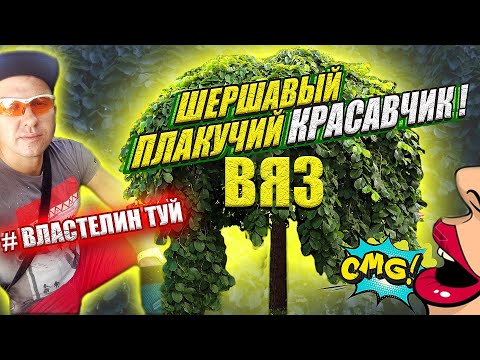 Видео: ВЯЗ ШЕРШАВЫЙ. ПЛАКУЧЕЕ ДЕРЕВО на штамбе. КАК ОБРЕЗАТЬ и сформировать @ВЛАСТЕЛИН ТУЙ .Вяз Кампердоуни
