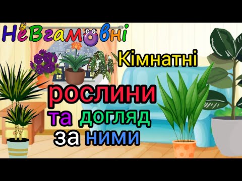 Видео: Кімнатні рослини та догляд за ними. Дитина в природньому довкіллі.