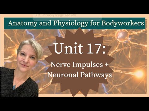 Видео: Модуль 17: Нервные импульсы + нейронные пути | Подготовка к MBLEx