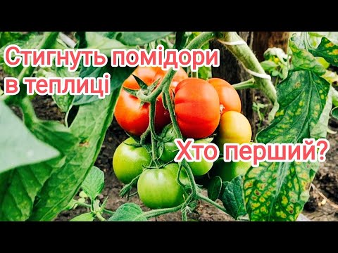 Видео: Огляд гібридів помідорів. Як виростити смачні 🍅