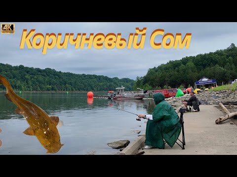 Видео: Один день из жизни коричневого сома.