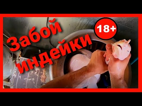 Видео: ЗАБОЙ ИНДЕЙКИ.  Вес бройлерной индейки в 4,5 месяца