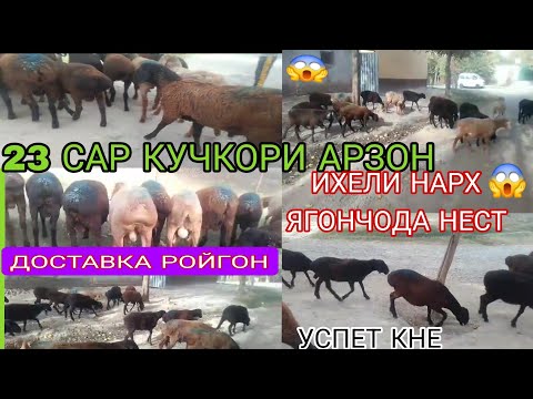 Видео: 😱СРОЧНО 23 САР КУЧКОРХОИ ГАНДА АРЗОН +ДОСТАВКА РОЙГОН 9.ноября 25. Ябор нарха бин😱😱😱