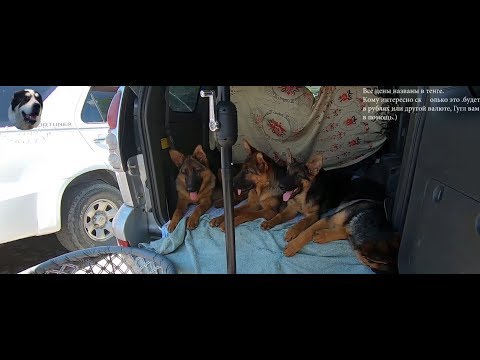 Видео: Собачий рынок в Алматы. Полный обзор зоорынка на Сайране. Птичий рынок. Зоорынок.