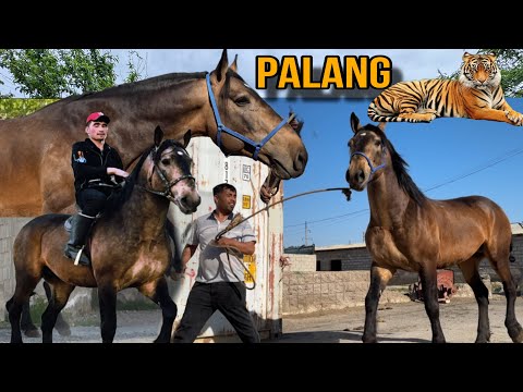 Видео: Саман 170+ Паланг🐅 аз Наими Эгилик🇹🇯 12 апреля 2025 г.