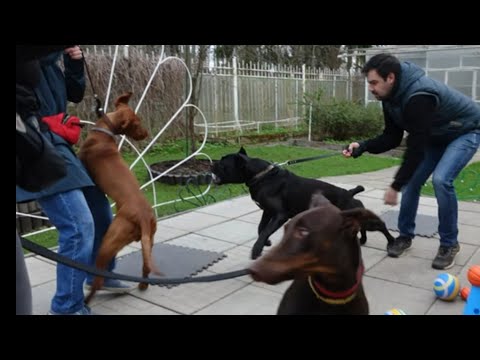 Видео: ДТ - 330. Тяжелый урок по коррекции агрессии: доберманы, кане-корсо, выжла на системе препятствий.