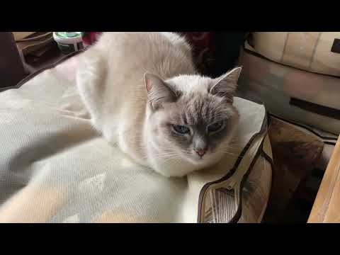 Видео: ВЛОГ: КОШКА МУСЯ ЛЕЧИЛА ЗУБЫ! БЫЛО СТРАШНО, НО ВСЕ В ПОРЯДКЕ! ВКУСНЯШКИ ДЛЯ КОШКИ!