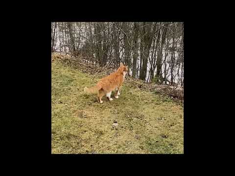 Видео: Умелый охотник без маскировки.