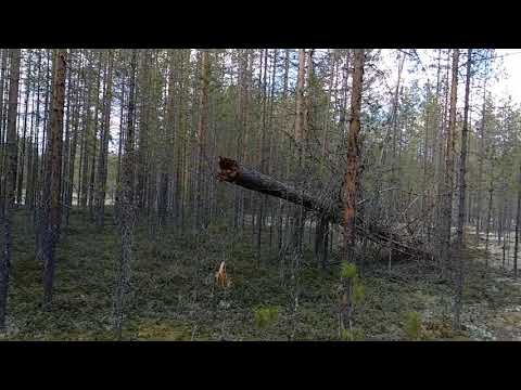 Видео: Нападение медведя-каннибала на медвежьи берлоги и людей
