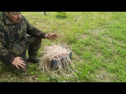 Видео: Огород - Поздняя посадка картошки с длинными ростками