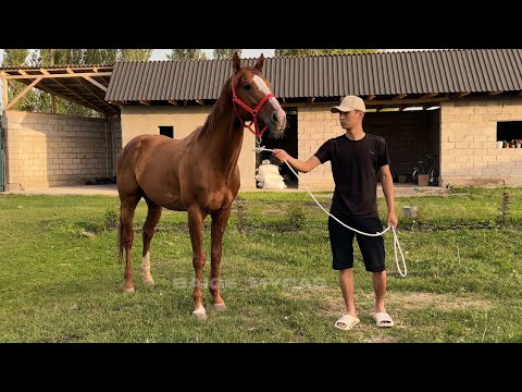 Видео: "Айгырлар" беру́усу.18-чыгарылыш. Англиядан Ак Башатка келген Сарджун