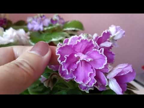 Видео: Фиалки./ Несколько сортов из моей коллекции. Плесень на поверхности грунта.