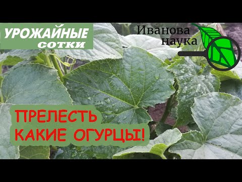 Видео: ИНДИЙСКАЯ ПОДКОРМКА ОГУРЦА - почти бесплатно! Огурцы делаются такие зеленые, что аж черные!