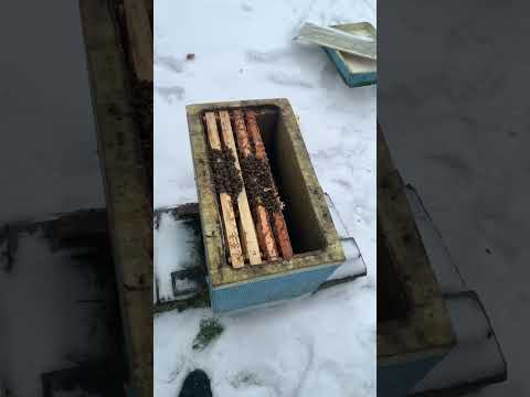 Видео: Об'єднання(бджіл) слабачків зимою! 30.12.2021