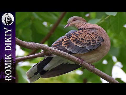 Видео: Охота на горлицу. Сентябрь 2024. Больше налётов.