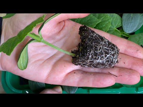 Видео: ИДЕАЛЬНЫЙ СПОСОБ ПОСЕВА ОГУРЦОВ НА РАССАДУ!