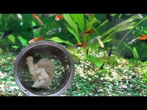 Видео: Чем кормлю рыбок