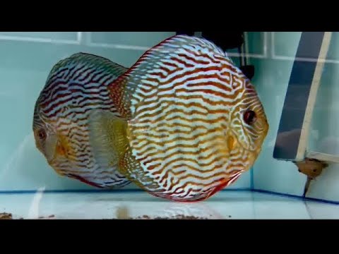 Видео: В гостях у Александра Ромащенко!!! Я и мой друг Руслан под впечатлением!!! дискусы, скаты, карпы кои