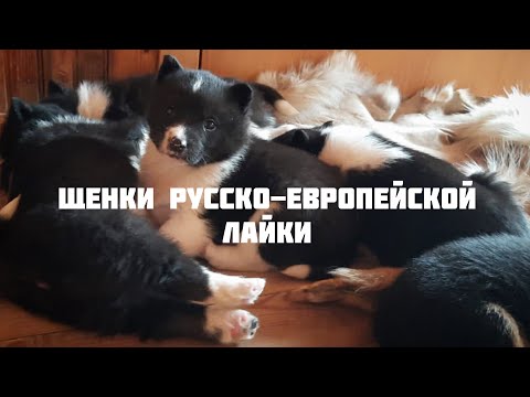 Видео: •Немного о первых рел Борисенка А.К.•Щенки рел•