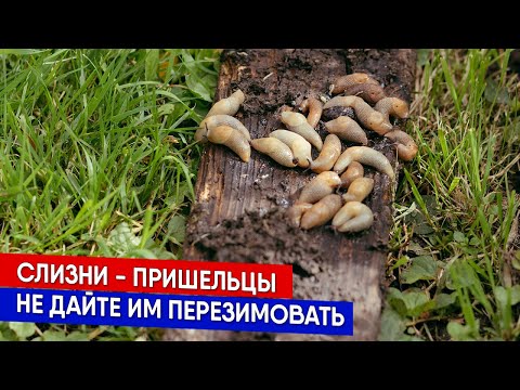 Видео: Слизни - пришельцы - не дайте им перезимовать