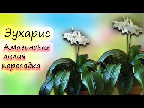 Видео: Грунт для антуриума пересадка Амазонской Лилии (Эухарис)