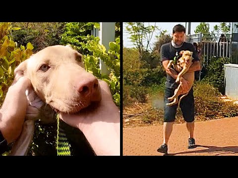 Видео: История бездомного щенка по имени Марсель. Собака с человеческими глазами.
