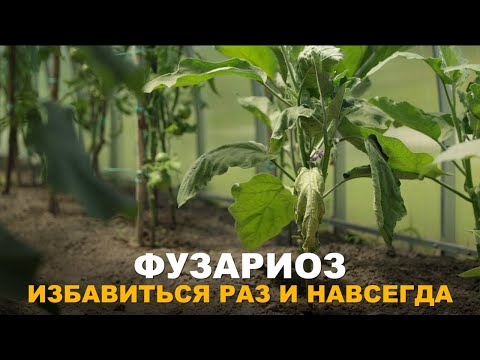 Видео: В ОГОРОДЕ ИЛИ ТЕПЛИЦЕ БЫЛ ФУЗАРИОЗ? КАК ИЗБАВИТЬСЯ? Методы борьбы с фузариозом.