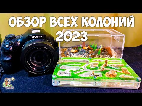 Видео: Обзор всех колоний ● Муравьиные новости 2023