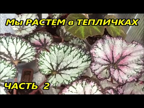 Видео: Мы РАСТЕМ в ТЕПЛИЧКАХ 🌺 ЧАСТЬ 2