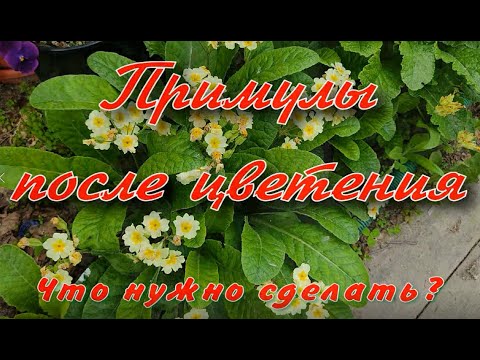 Видео: Примулы после цветения. Деление куста, размножение семенами.