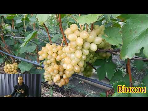 Видео: Аналітика 300+ сортів винограду (3/3 частина)