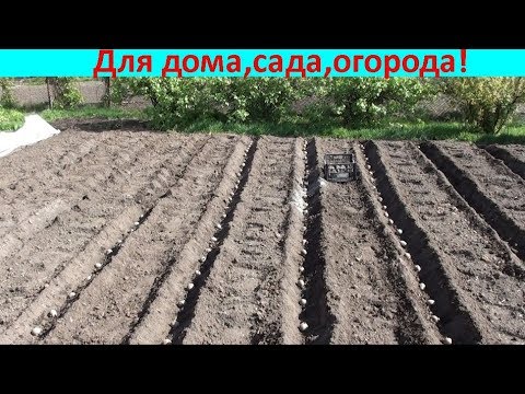 Видео: Удобный способ посадки картофеля!!!